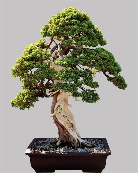 Japanese Bonsai Tree In Pot Isolated Photograph By Steven Heap Fine