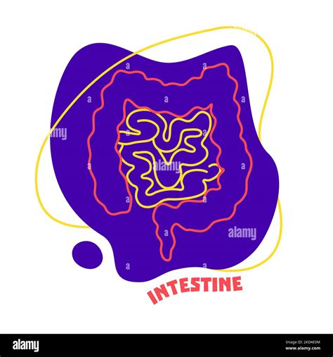 Human Intestine Conceptual Illustration Stock Photo Alamy