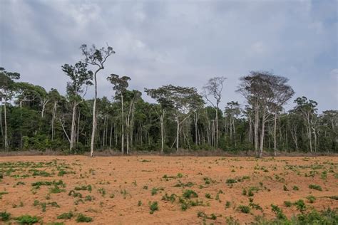 Desmatamento No Cerrado Cresceu Em Diz Mapbiomas Alerta