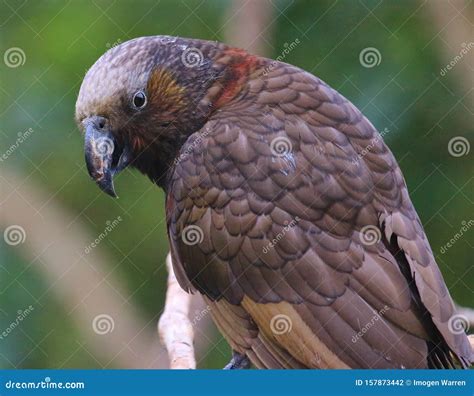 North Island Kaka Endemic Parrot of New Zealand Stock Photo - Image of ...