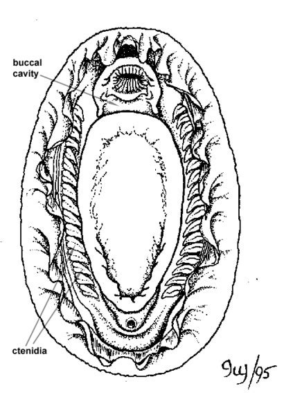 Polyplacophora Anatomy