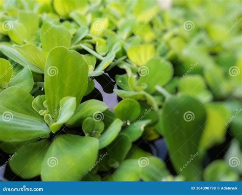 Water Lettuce Pistia Stratiotes Small Floating Plant Stock Photo