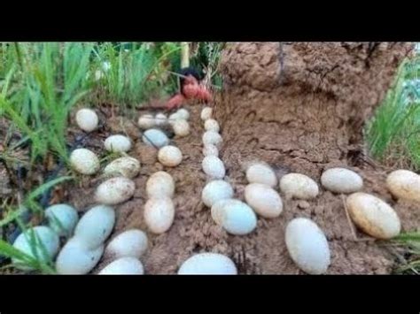 Top Video Fishing A Fisherwoman Skills Pick A Lots Of Duck Eggs In