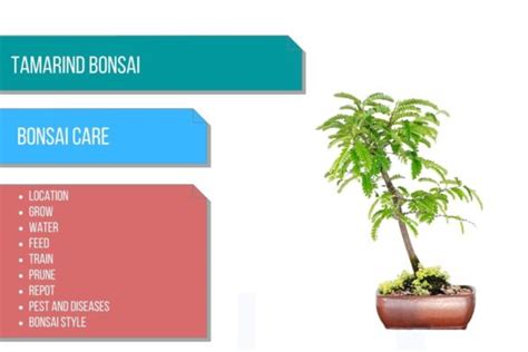 Tamarind Bonsai Care