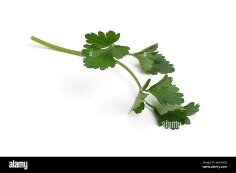 Sprig Of Flat Leaf Parsley Stock Photo Alamy