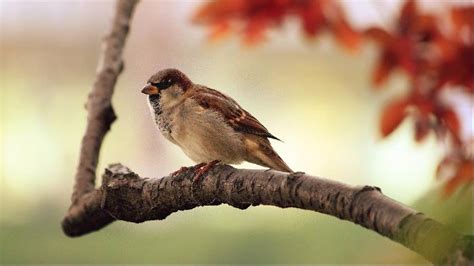 Birds Windows Themes