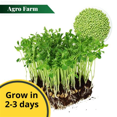 Agro Farm Organic Green Pea Microgreen Seed Pea Shoot Seed Pea