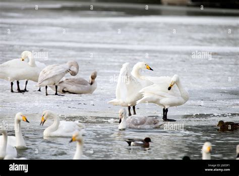 Whooper Swan is the only swan on Iceland Stock Photo - Alamy