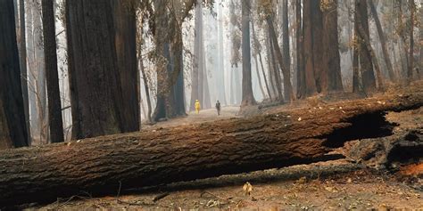 'The forest ... is resetting': California wildfires burned hundreds of ...