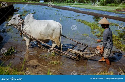 Farmer Plowing The Land With Traditional Tools With Cows Editorial