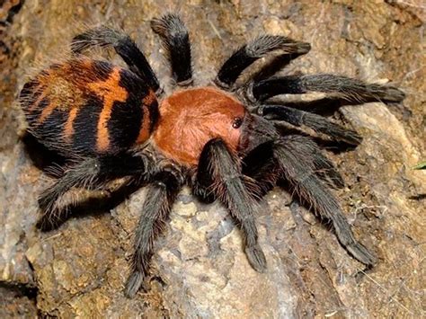 Davus Pentaloris Guatemalan Tiger Rump Tarantula Scorpo Hunter