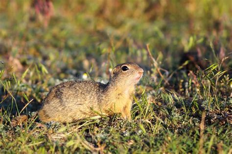 Ground Squirrel in Natural Habitat Stock Image - Image of nature, arctic: 101953487