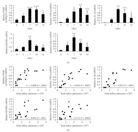 A The Mrna Levels Of Nfκb P100 P52 Tnf α Il 1β Rankl And Cox 2