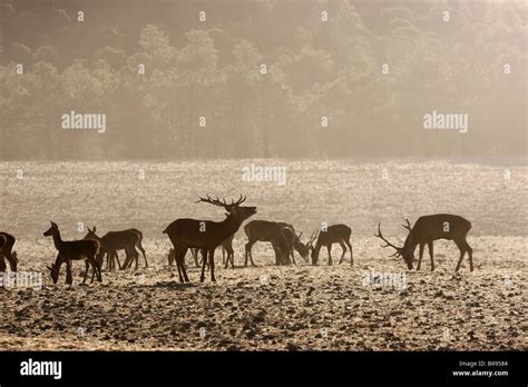 Parque nacional de cabaneros fotografías e imágenes de alta resolución