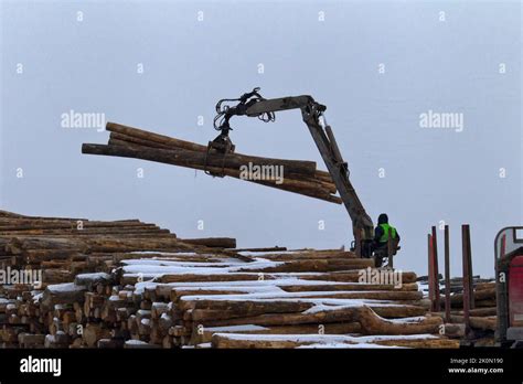 Forest Industry Operations For Loading Unloading Logging Truck At