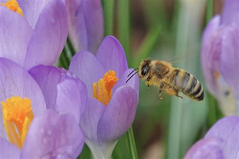 Vroege Vogels Foto Geleedpotigen Honingbij Kan Weer Aan Het Werk