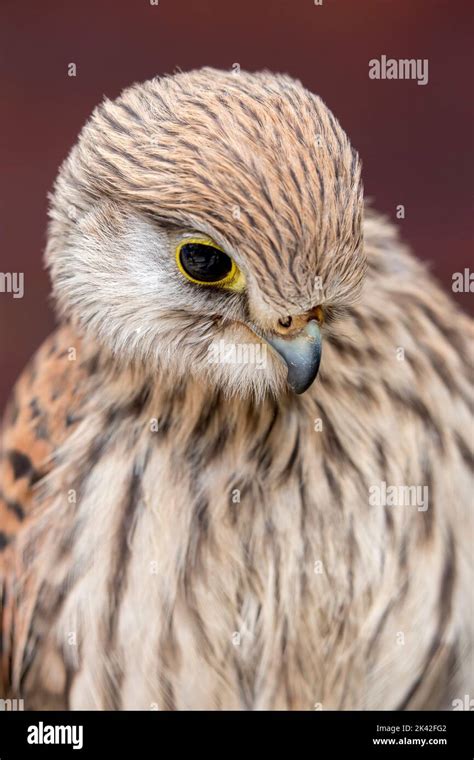 Majestic Birds Of Prey Stock Photo Alamy