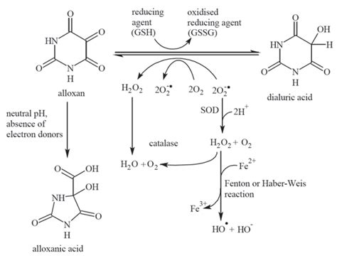 Scheme of alloxan (ALX) induced production of reactive oxygen species ...