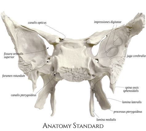 Sphenoid Bone Posterior View Sphenoid Bone Human Skeleton Anatomy