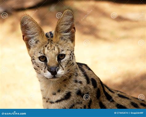 Close Up Do Gato Selvagem Africano Do Serval Foto De Stock Imagem De