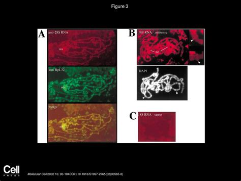 Ribosome Components Are Associated With Sites Of Transcription Ppt