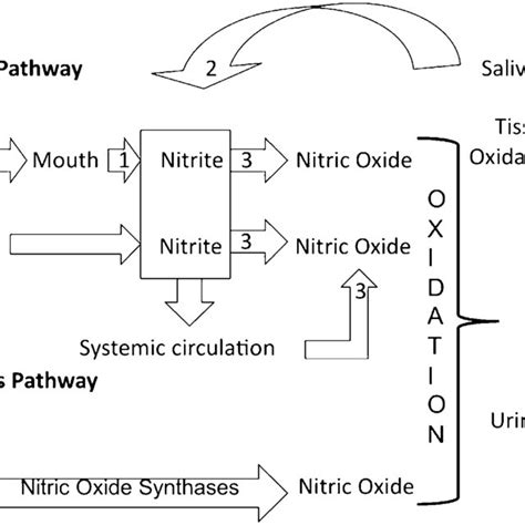 A schematic diagram of the physiologic disposition of nitrate, nitrite ...