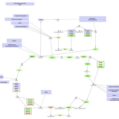 The Tca Cycle Mitochondrial Version Download Scientific Diagram