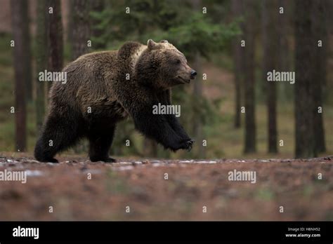 European Brown Bear Braunbaer Ursus Arctos On The Run Running