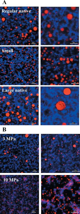 Native Vs Damaged Milk Fat Globules Membrane Properties Affect The Viscoelasticity Of Milk