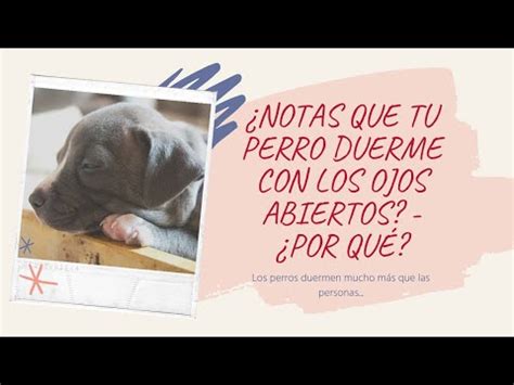 Descubre por qué mi perro duerme con los ojos abiertos y qué significa