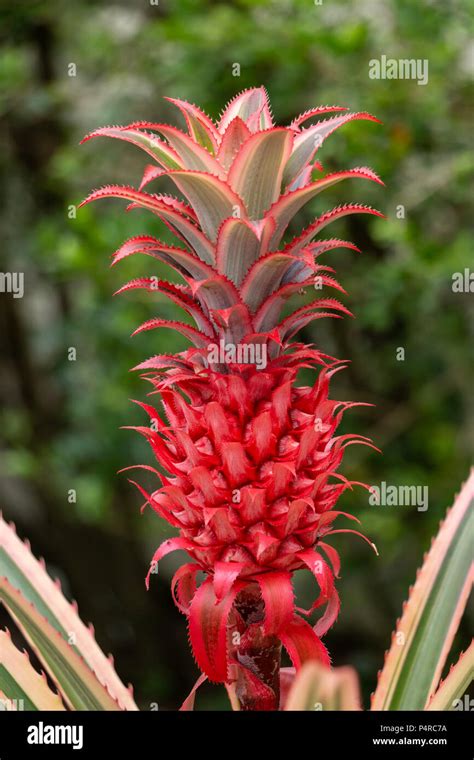 Red Pineapple Ananas Bracteatus Davie Florida Usa Stock Photo Alamy