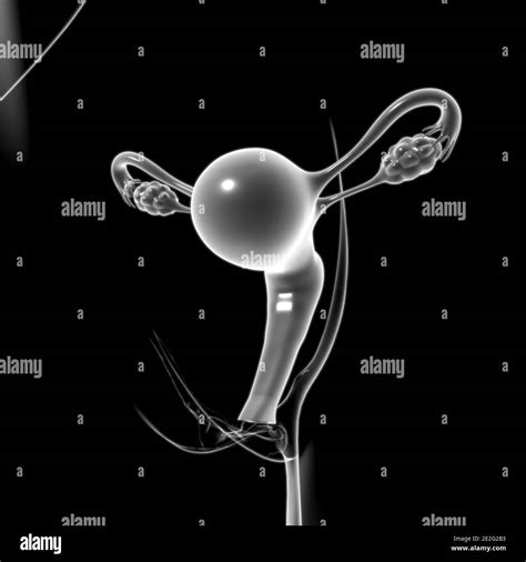 Female Reproductive System Anatomy For Medical Concept 3d Illustration