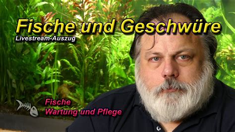 Geschwüre bei Fischen Woran erkennt man sie und wie kann man sie