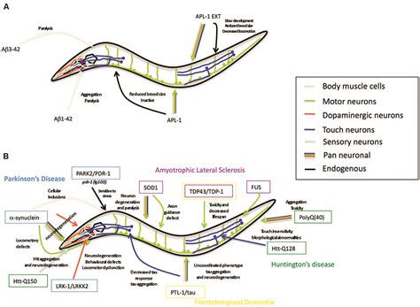 Frontiers Use Of Caenorhabditis Elegans As A Model To Study Alzheimer