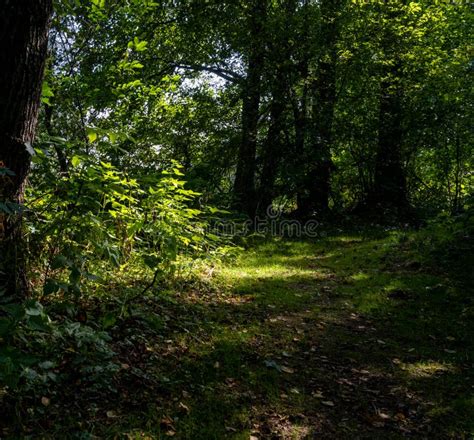 Un Hermoso Bosque Verde Iluminado Por Un Rayo De Sol Foto Del Condado