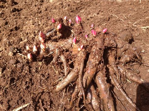 Peonies Coming Through The Ground