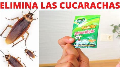 Remedio Casero Para Eliminar Todas Las Cucarachas De Tu Hogar En