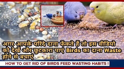 How To Stop Birds Feed Wasting Habit दन Waste हन स बचए अपनए