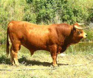 Gelbvieh Cattle Characteristics, Uses & Origin