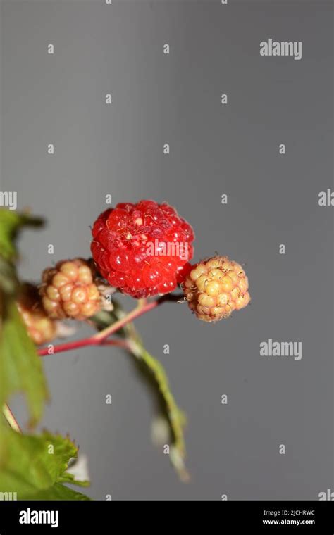 Wild Red Berry Fruit Close Up Modern Botanical Background Rubus