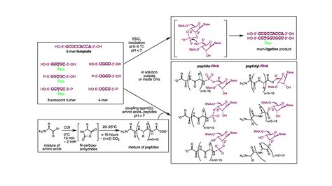 From The Rna Peptide World Prebiotic Reaction Conditions Compatible