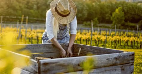 Raspberry Plant Spacing: More Raspberries, Less Problems – Self Gardener