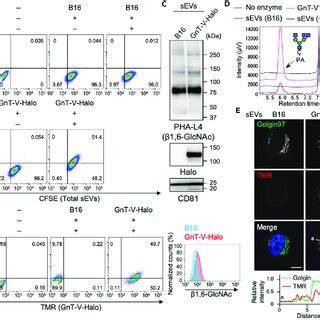 Activity Of N Glycan Biosynthetic Enzymes In Sevs Isolated From Three