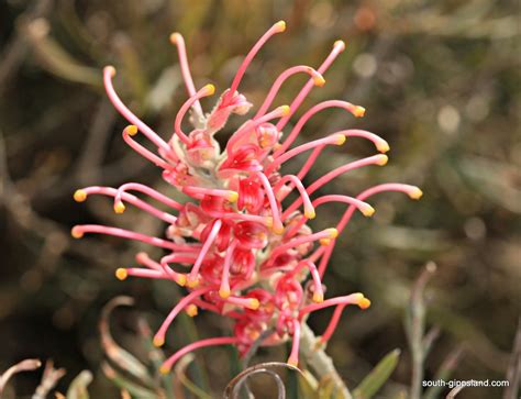 Native Trees And Flowers South Gippsland Victoria Australia