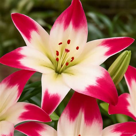 lily  pcs seeds  outdoor landscaping bestseedsonlinecom