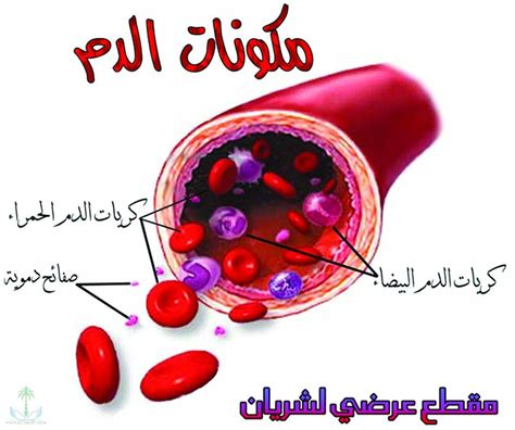 ماهو تكسر الدم وماهي اسبابه افضل جديد