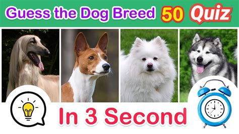 Dog Breed Quiz Answers Guess The Lovable Dog Breed Youtube