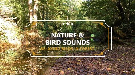 Forest Ambience Relaxing Woodland Sounds Birds Chirping Hours Of