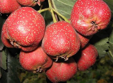 Hawthorn Berry Seeds Crataegus Laevigata Tree Seed Bell Garden