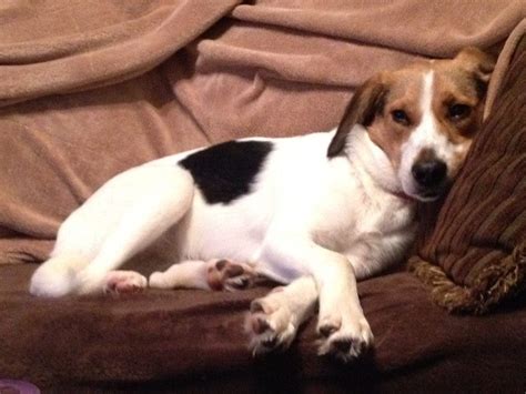 Spaniel-Beagle Mix Looking for a Home | Roswell, GA Patch